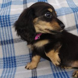 Dachshunds from Dashin' Dachsies