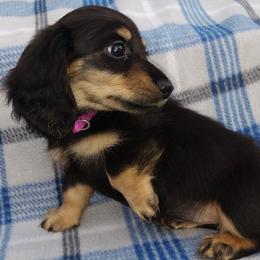 Dachshunds from Dashin' Dachsies