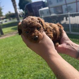 Brownie - Red  male Poodle puppy in Bakersfield, California from Underground kennels
