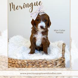 Meringue - Red  female Goldendoodle puppy in Bell Buckle, Tennessee from Precious Puptown Doodles