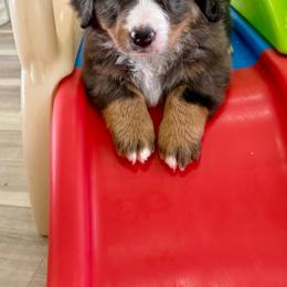 White - Blue merle female Bernedoodle puppy in Indiahoma, Oklahoma from Farm Fresh Doodles