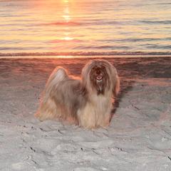 Havana Silk Dogs from Tyburn Woods Havana Silk Dogs