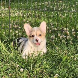 Captain - Blue merle and white male American Corgi puppy in Dunbar, Nebraska from Vintage Corgis