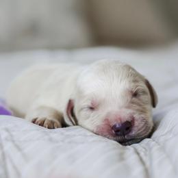 Ms. Lavender - Light golden female Golden Retriever puppy in Troy, Alabama from Southland Goldens
