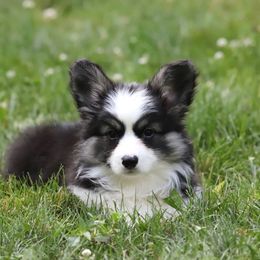 Pembroke Welsh Corgi Puppies from Cosmere Corgis
