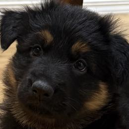 German Shepherd Puppies from Circle Oaks Shepherds