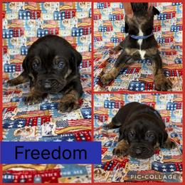 Freedom - Black male Catahoula Leopard Dog puppy in Forbes, Minnesota from North Country Catahoulas
