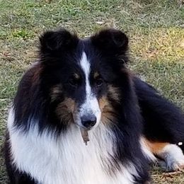 Border Collies from Triple Crown