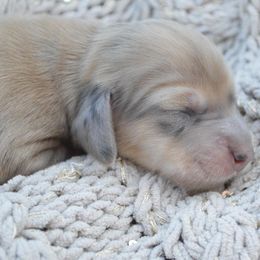 Dachshund Puppies from Dreamheart Dachshunds
