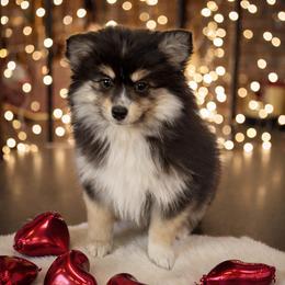 Heidi - Tri-color female Pomsky puppy in Long Grove, Illinois from Windy City Pomsky