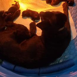German Shepherd Puppies from Froschwald Kennels