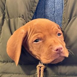 Vizslas from Panther Ledge Farm