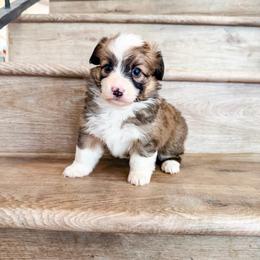 Cookie (Fluffy) - Red female Pembroke Welsh Corgi puppy in Phelan, California from Desert Sunset Pembroke Welsh Corgis