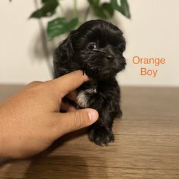 Orange Boy - Black and white Shih Tzu puppy in Conroe, Texas from NINKENNEL