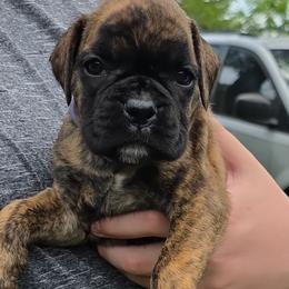 Girl 2 - Brindle female Boxer puppy in Billings, Missouri from Azaleas Euro Boxers & Boston Terriers