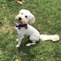 Goldendoodles from Queen City Goldendoodles