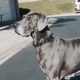 Roo - Great Dane