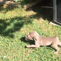 Weimaraner Puppies from Brymar Weimaraners