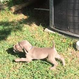 Weimaraner Puppies from Brymar Weimaraners