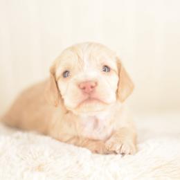 Mary -- FULL AKC Cream Silky - Cream female Dachshund puppy in Neosho, Missouri from A Walk In The Park