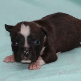 Linus - Black brindle male American Staffordshire Terrier puppy in Guilford County, North Carolina from Explicit Kennel