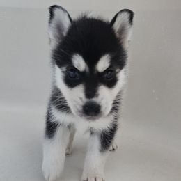 Pomsky Puppies from Peoria Pomskies
