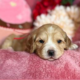 Luna - Gold female Australian Labradoodle puppy in Citrus Heights, California from Elite Blend Labradoodles