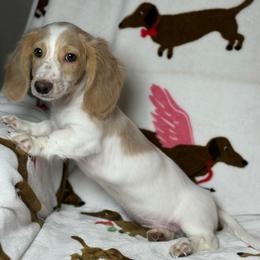 Boy 3 - Piebald male Dachshund puppy in Waycross, Georgia from Camie's Dachshunds