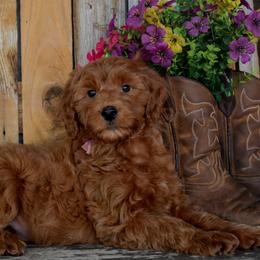 Female 2 of 6 - Red female Irish Doodle puppy in Macedon, New York from Toodles Goldendoodles