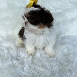 Shih Tzu Puppies from LaDawn’s Little Lions