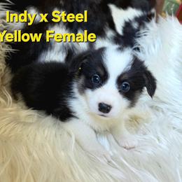Yellow collar - Black and tan female Pembroke Welsh Corgi puppy in Wayne City, Illinois from Lash Livestock & Corgis
