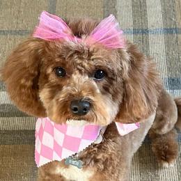 Rosie - Cavapoo