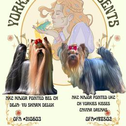 Yorkshire Terrier puppies from Yorkies Kisses
