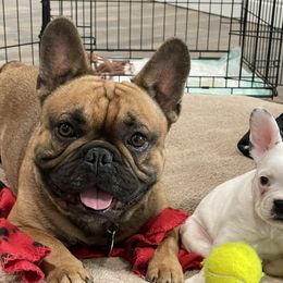 Bandit - French Bulldog