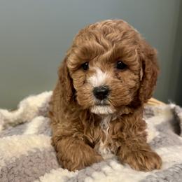 Sully - Red male Cavapoo puppy in Lititz, Pennsylvania from Painter Puppies