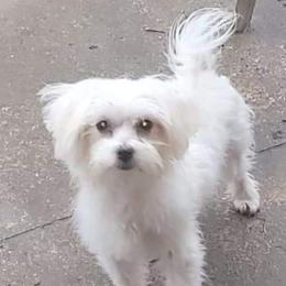 Meka - Morkie