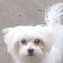 Meka - Morkie