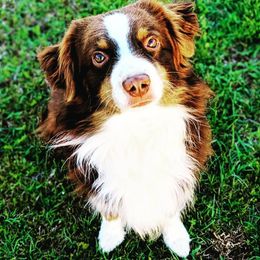 Jaxx - Miniature Australian Shepherd