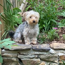 Assorted Doodle Crosses, Double Doodle, Maltipoo, Morkie, and Yorkipoo Puppies from Danza Bolo