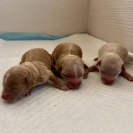 Maltipoo puppies from Silverfire Puppies