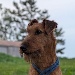 Rudie - Irish Terrier