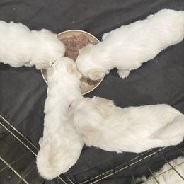 Sophie - White female Coton de Tulear puppy in Pflugerville, Texas from Beethoven’s Cotons