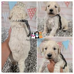 TRIP - F1 English Goldendoodle - OFA-Genetics-2 Year Warranty. Apple Creek Doodles - Since 2004. - Cream male Goldendoodle puppy in Jeddo, Michigan from Apple Creek Doodles