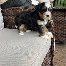 Vicki - Tri-color female Bernedoodle puppy in Holtwood, Pennsylvania from Country Ridge Puppies