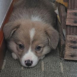 Orange Male - Sable male Pembroke Welsh Corgi puppy in Wayne City, Illinois from Lash Livestock & Corgis