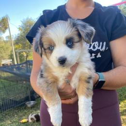 Cookies 'n Cream - Blue merle female Miniature Australian Shepherd puppy in Sonora, California from Quarle Ranch Mini Aussies