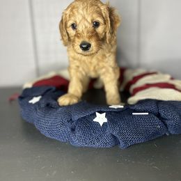 Bernedoodle, Bernese Mountain Dog, and Goldendoodle Puppies from Red Door Canines