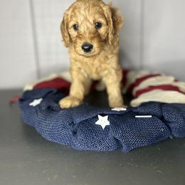 Bernedoodle, Bernese Mountain Dog, and Goldendoodle Puppies from Red Door Canines