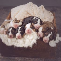 Bernedoodle Puppies from Country Creek Doodles