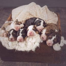 Bernedoodle Puppies from Country Creek Doodles